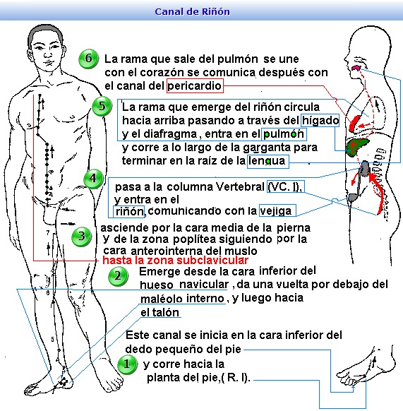 FISIOLOGIA DEL RIÑON Y LA VEJIGA