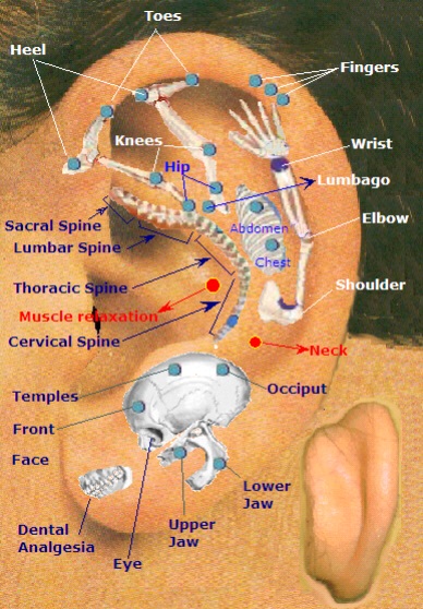 CONCEPTS OF AURICULOTHERAPY